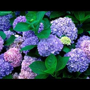 Meet your Posher, Meghan